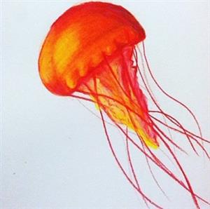 Izy jelly 
